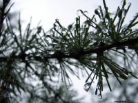 Летний дождь