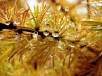 Золотая капель