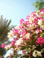 немного лета)