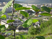 верхняя 4(мух)