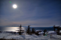 лиственницы под ночным солнцем..