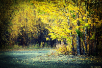 Жёлтая осень.