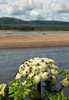 колымские пчелки