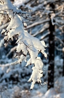 мороз и солнце