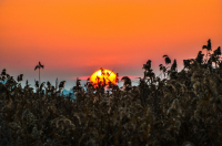 Закат в камышах