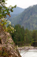 На берегах Катуни