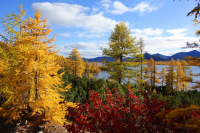 Разноцветье