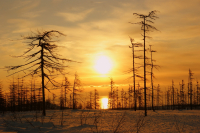 Косматое солнце