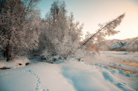 Звериными тропами...
