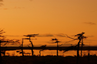 В японском стиле