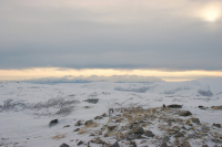все же выкладывают с купола...