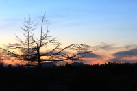 Деревянный вальс