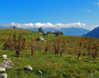 пейзаж с конями