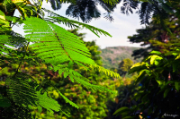 немного лета