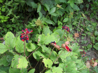 цвяточег южный