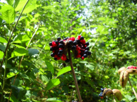 о лете...два