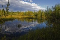 Отразилась осень в зеркале болот...