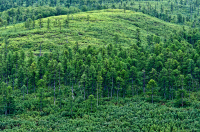 летний полдень