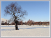 Какие птицы пели ему песни , и сколько раз листву пришлось терять…