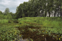 Вдоль цветочных берегов