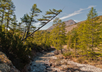 Летняя мелодия