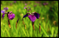 Ирисы