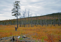 осенние мотивы...