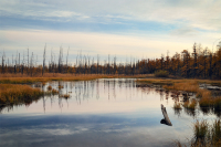 Тихий шорох сентября...
