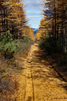 ..и желтИзна ковров Осенних...