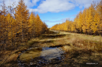 стежки - дорожки