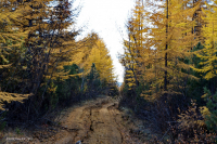 тропинки - направления