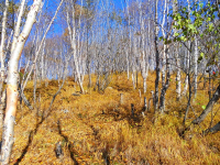 Осень однако.....