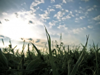 Травка и небо