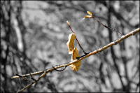 Золото осени