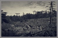 Засыпает хмурый лес...