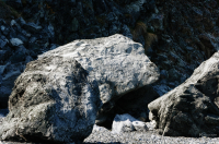 Окаменевшая лягушка