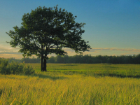 Одиночество