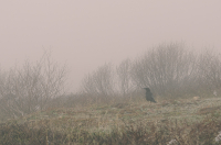 ворон в ольском тумане