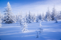 СКАЗОЧНЫЙ ЛЕС