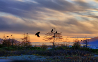 вороны в закате