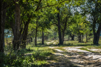 "Там чудеса, там леший бродит"