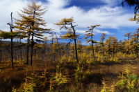 Осенние зарисовки.