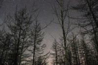 Сказочная тайга