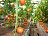 "Красное золото"