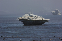 Местные жители моря