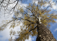 Осенние зарисовки Кёнигсберга