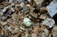 Яичко простое