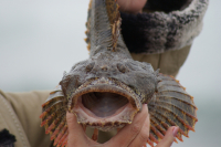 Чудоморское