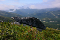 Каменный Стегозавр.