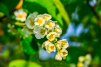 Черемуха белая....